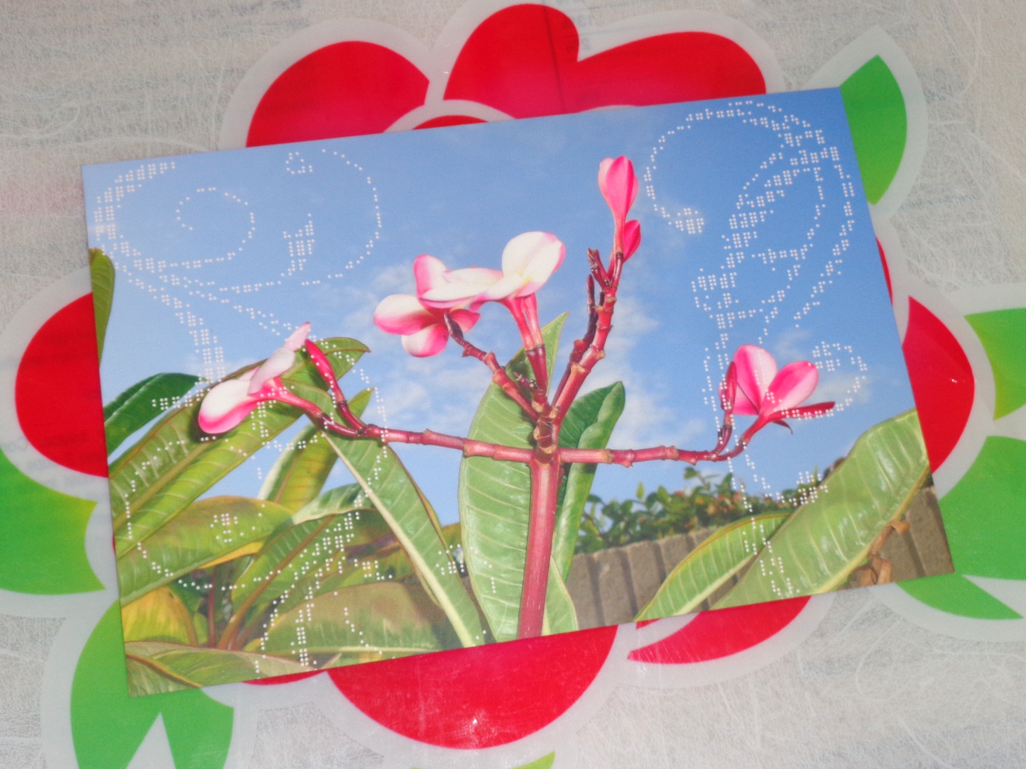 Plumeria Tree Postcard
