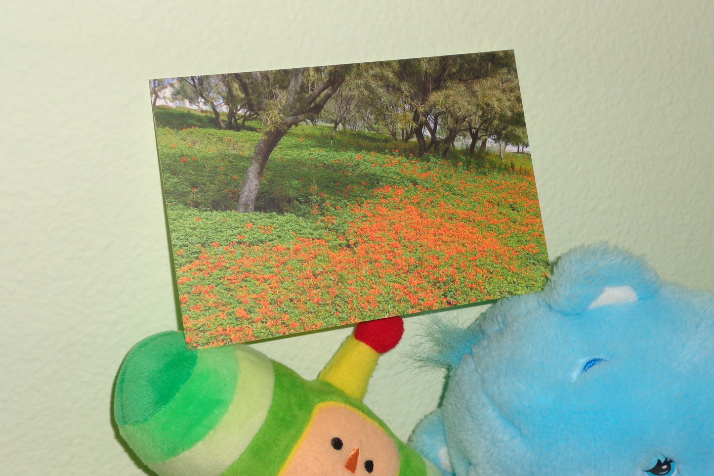 Orange Flowers Postcard