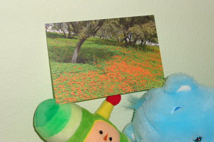 Orange Flowers Postcard