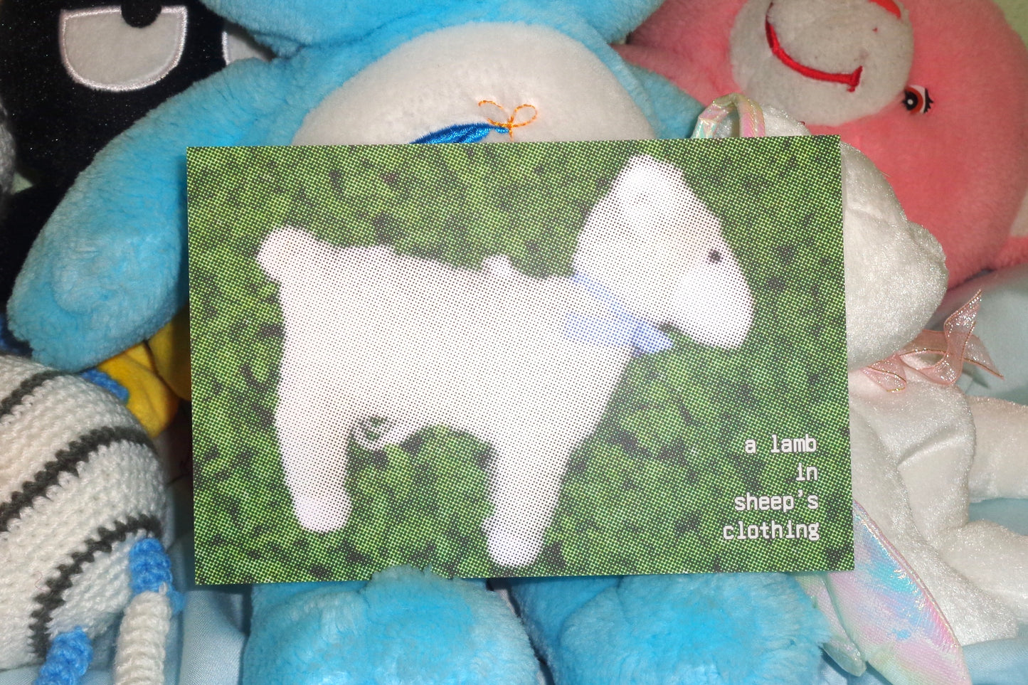 "A lamb in sheep's clothing" Postcard