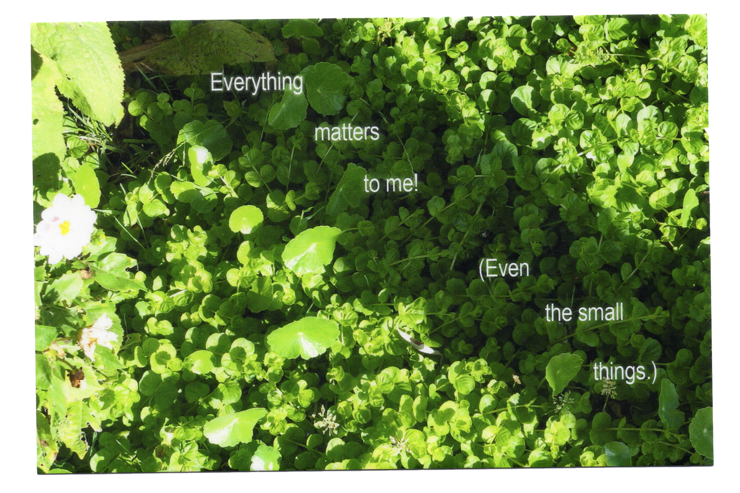 "Everything matters to me" Postcard