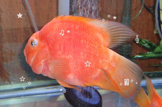 Goldfish Emoticon Postcard