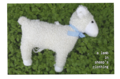 "A lamb in sheep's clothing" Postcard