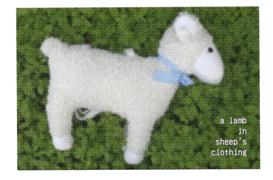 "A lamb in sheep's clothing" Postcard