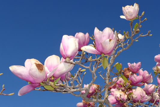 Magnolia Flower Postcard