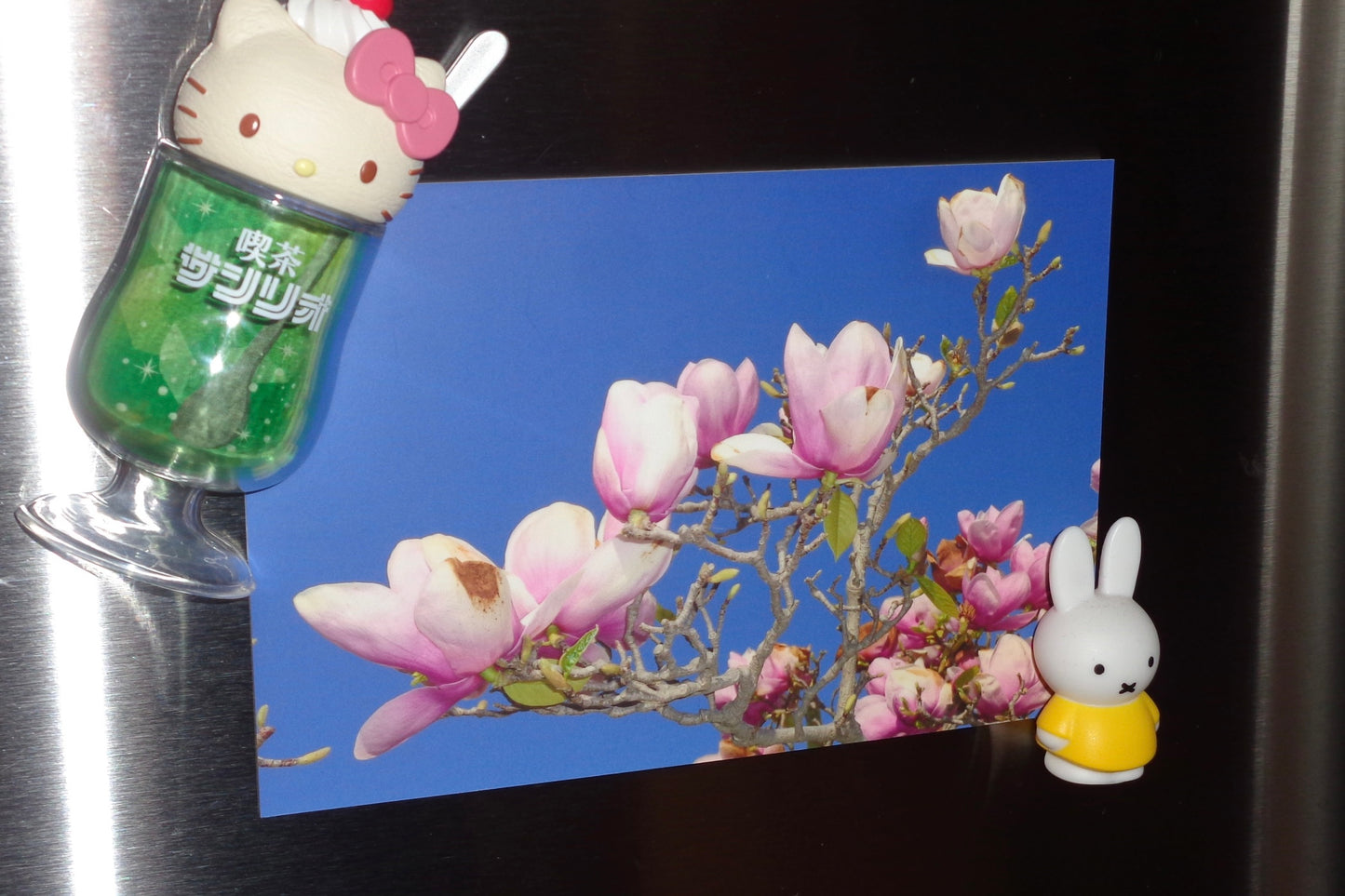 Magnolia Flower Postcard