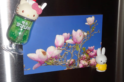 Magnolia Flower Postcard