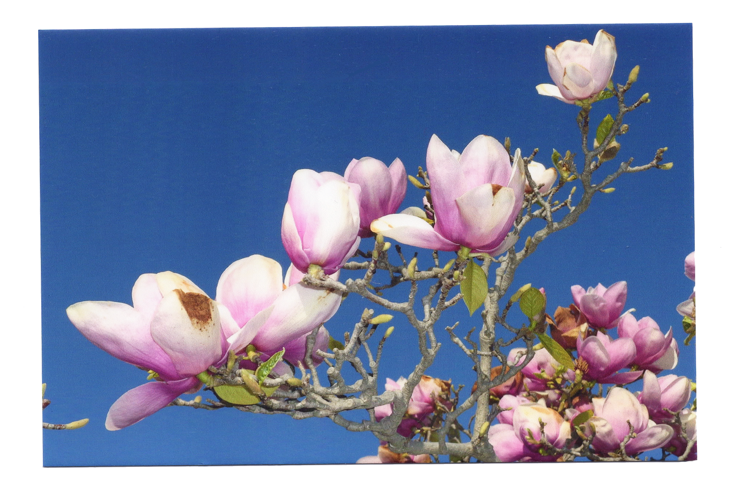 Magnolia Flower Postcard