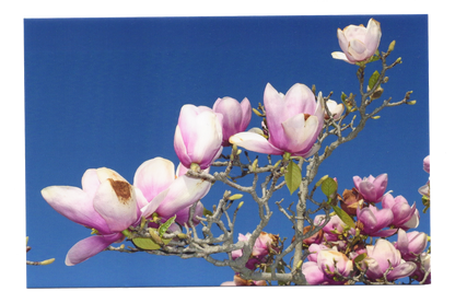 Magnolia Flower Postcard