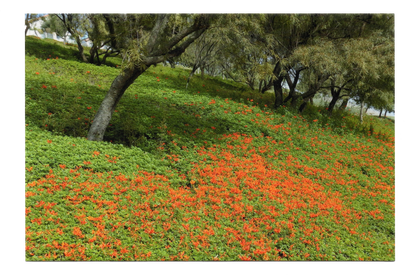 Orange Flowers Postcard