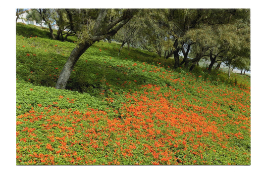 Orange Flowers Postcard