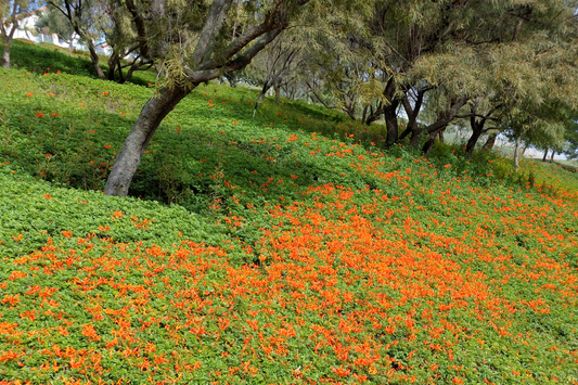 Orange Flowers Postcard