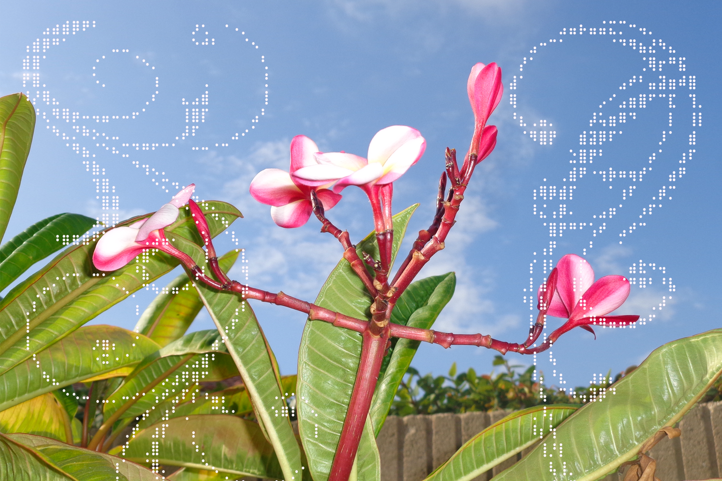 Plumeria Tree Postcard